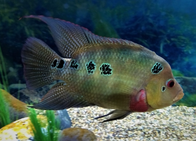 AAB80CC9-E373-42E6-879B-98DE0737E905.png AAB80CC9-E373-42E6-879B-98DE0737E905.png