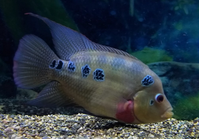 455D6360-2C45-49A1-AA68-01F5FF8C3F54.png 455D6360-2C45-49A1-AA68-01F5FF8C3F54.png