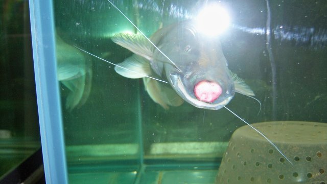 100_9337.JPG