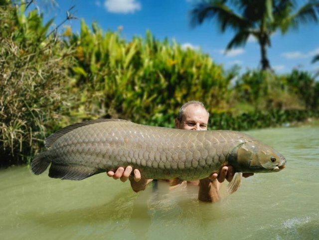 african-arowana-2.jpg