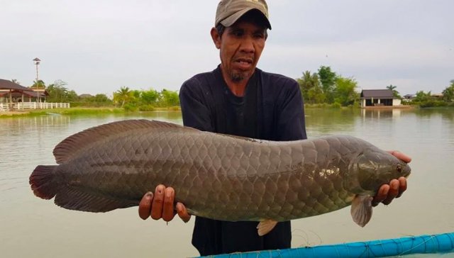 african-arowana-3.jpg