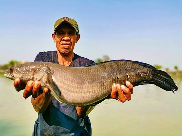 Emperor-Snakehead-Channa-marulioides-fishing-thailand.jpg