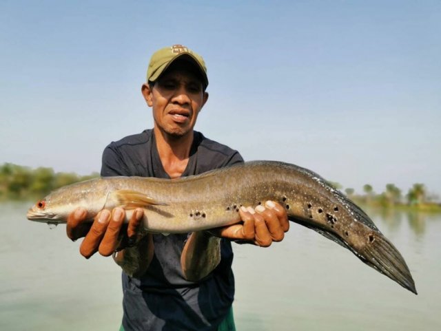 Cobra-Snakehead-Channa-Marulius-fishing-thailand.jpg