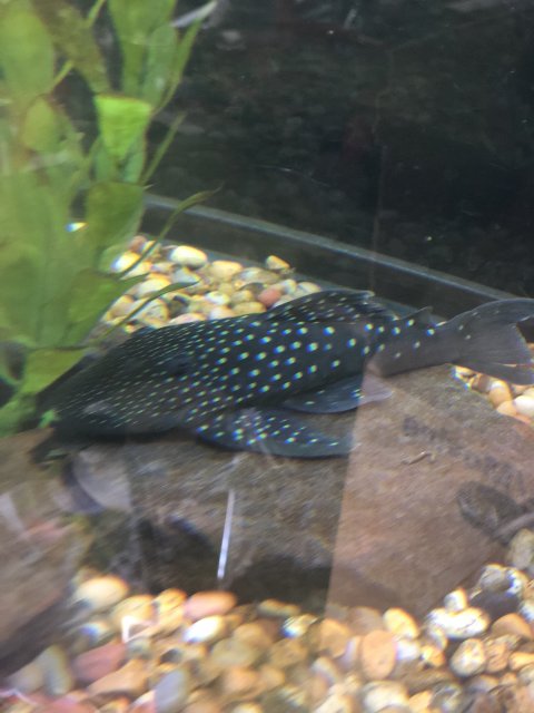 7E372180-D497-4C6F-850B-74E6DAA3110F.jpeg 7E372180-D497-4C6F-850B-74E6DAA3110F.jpeg