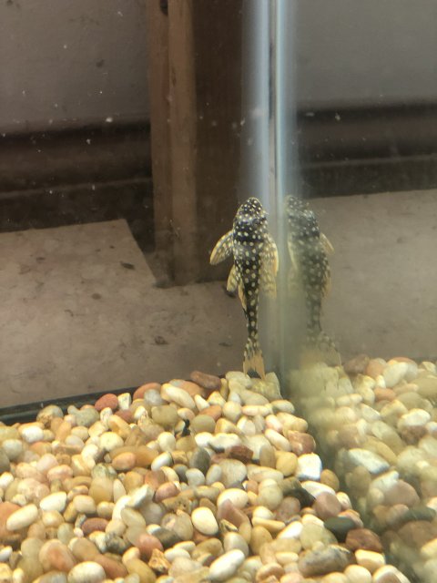 8728EFE7-0B08-4498-959C-3832EB071E7C.jpeg 8728EFE7-0B08-4498-959C-3832EB071E7C.jpeg