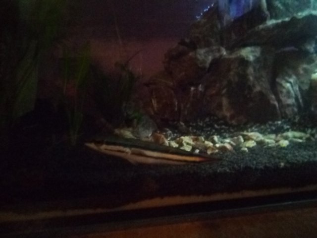 IMG_20200629_231202.jpg IMG_20200629_231202.jpg