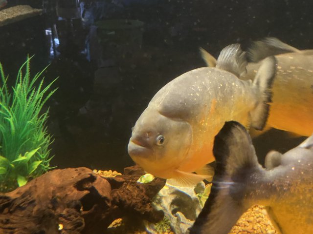 736E0A92-BA3D-4255-B332-B68BDAA976F1.jpeg