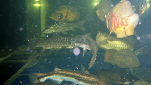 100_9335.JPG
