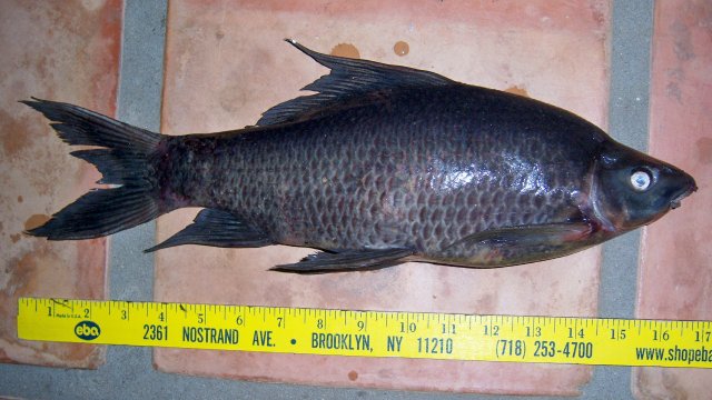 Labeo black shark 0.JPG