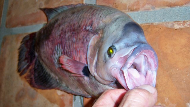 100_9180.JPG