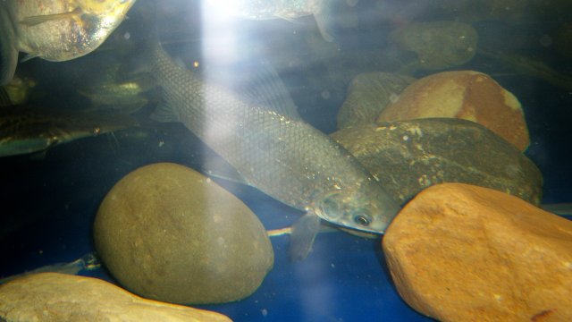 100_9315.JPG