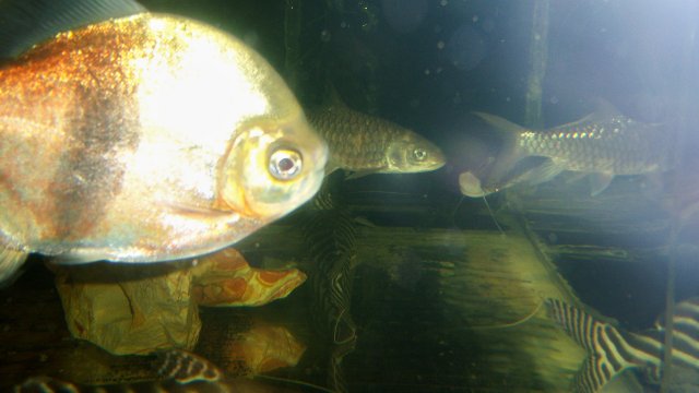 100_9332.JPG