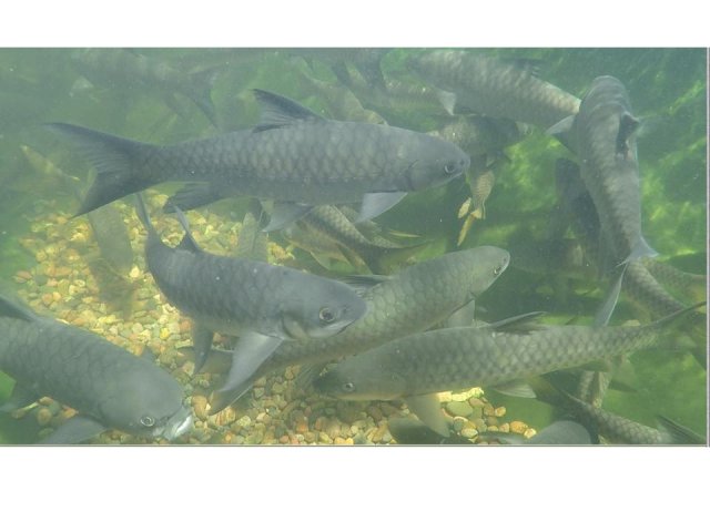 trout.jpg