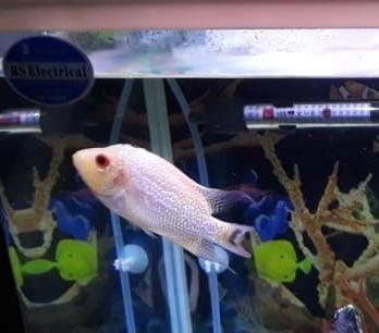 IMG-20200706-WA0009.jpg IMG-20200706-WA0009.jpg