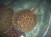 rays 10-16-07 008.jpg