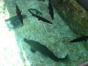 DSC00264.1.jpg