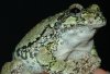 grayTreeFrog.jpg grayTreeFrog.jpg