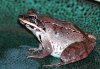 WoodFrog052406.jpg