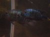 bens fish 021.jpg