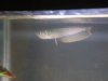 bens fishys 001.jpg