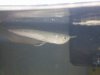 bens fishys 002.jpg