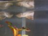 bens fishys 003.jpg