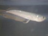 bens fishys 006.jpg