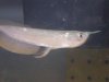 bens fishys 007.jpg