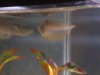 bens fishys 008.jpg