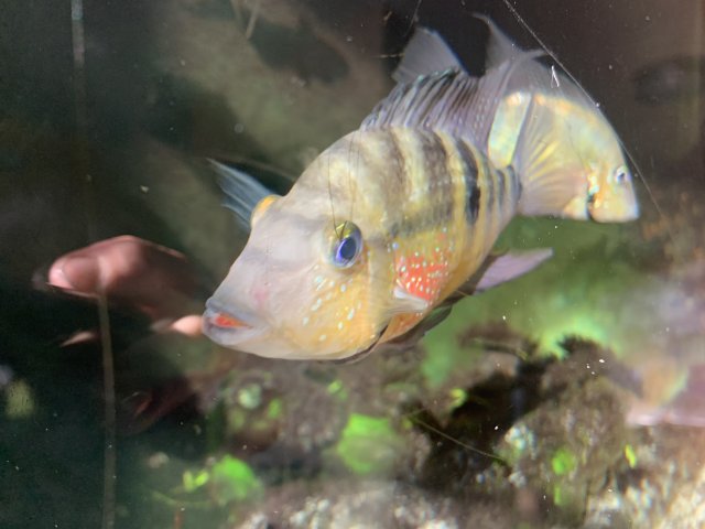 499E29CD-AD4C-4AC5-BD70-A06B56E44BB4.jpeg 499E29CD-AD4C-4AC5-BD70-A06B56E44BB4.jpeg