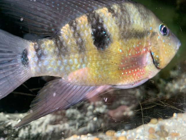 6778FA64-7E5A-4F80-9F54-2BB2348A1EA0.jpeg 6778FA64-7E5A-4F80-9F54-2BB2348A1EA0.jpeg