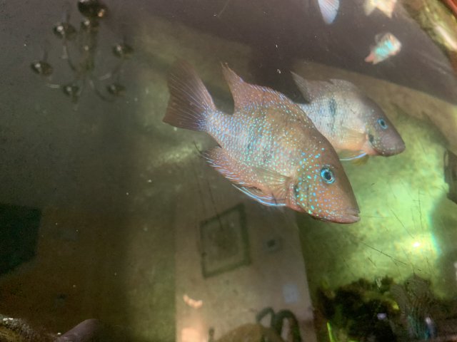 FBE973B3-D838-4AA9-80A8-4517ABC503DA.jpeg FBE973B3-D838-4AA9-80A8-4517ABC503DA.jpeg