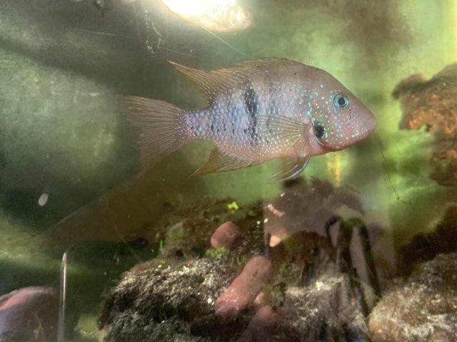 35A7C62E-4BDB-4ECC-94D2-061AA97BE080.jpeg 35A7C62E-4BDB-4ECC-94D2-061AA97BE080.jpeg