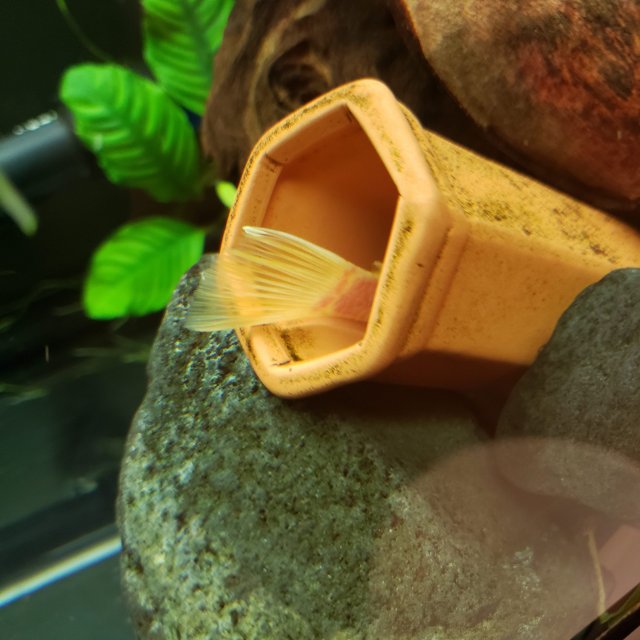 IMG_20200607_220710_214.jpg IMG_20200607_220710_214.jpg