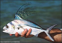 baby roosterfish.jpg