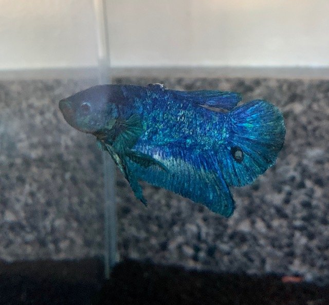 lump2.jpeg lump2.jpeg