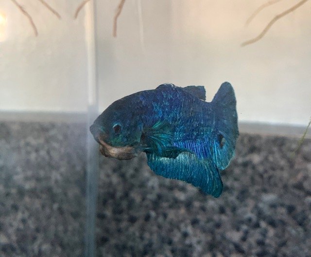 Marble Betta Lumpy Tumor And Color Progression Monsterfishkeepers Com