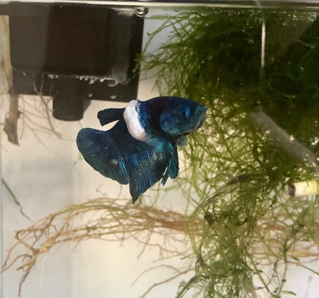 lumpy.jpeg lumpy.jpeg