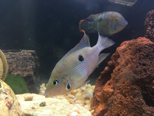 9A5CE8F6-99B3-4AD8-ABDB-13F2F8E9517E.jpeg 9A5CE8F6-99B3-4AD8-ABDB-13F2F8E9517E.jpeg