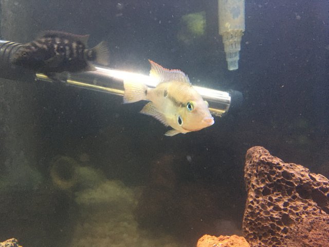 9AE3D3EB-802A-4F46-AC1A-85759990AA30.jpeg 9AE3D3EB-802A-4F46-AC1A-85759990AA30.jpeg