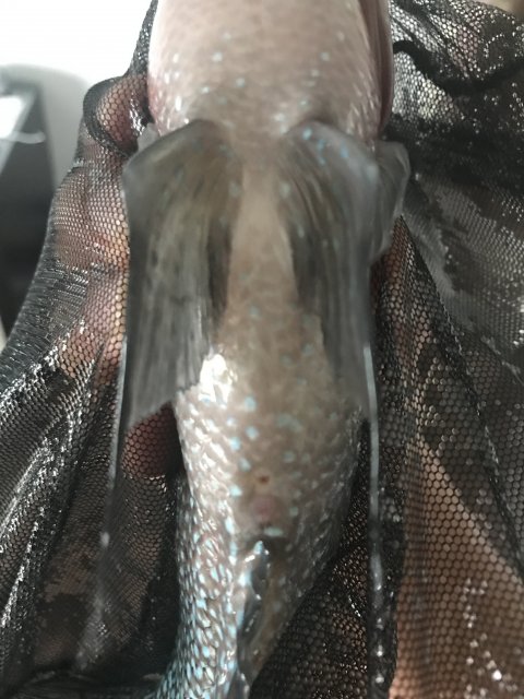 Need help sexing my adult Flowerhorn. I've attached vent pics