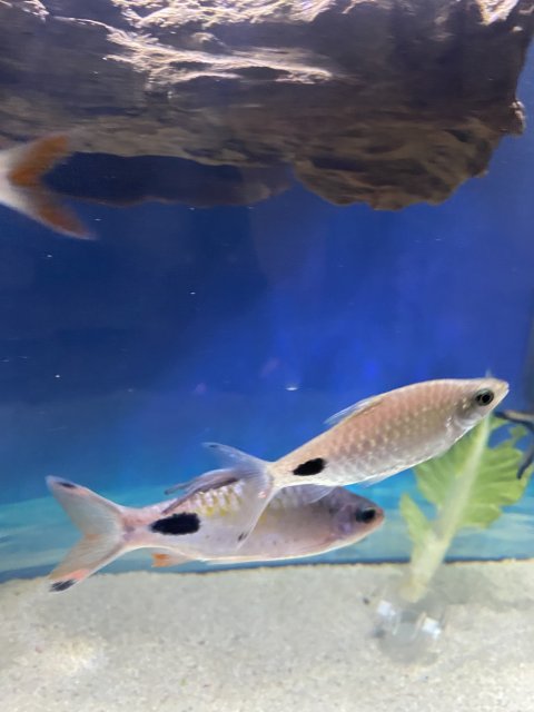 IMG_0250.jpg IMG_0250.jpg