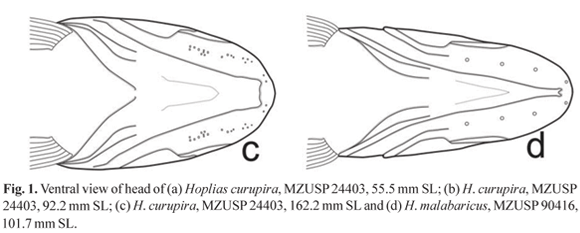 a01fig1c.gif