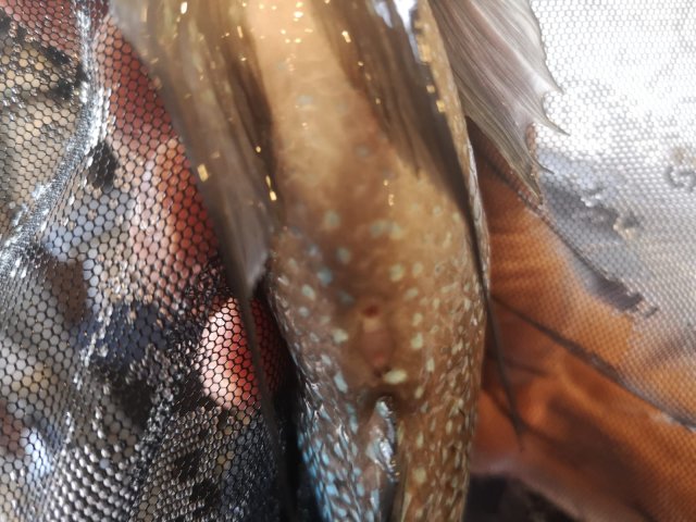 WhatsApp Image 2020-07-20 at 1.48.01 PM.jpeg