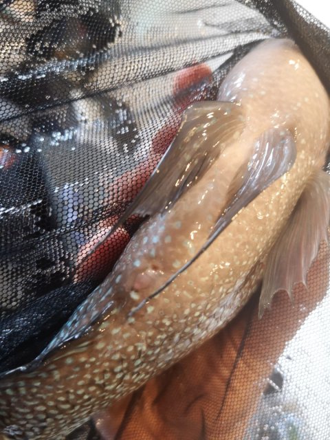 WhatsApp Image 2020-07-20 at 1.48.02 PM (1).jpeg