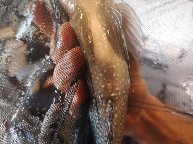 WhatsApp Image 2020-07-20 at 1.48.02 PM.jpeg