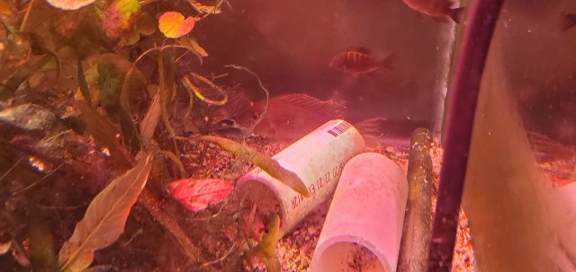 20200723_182457.jpg 20200723_182457.jpg