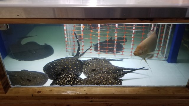 JPEG_20190202_144343.jpg JPEG_20190202_144343.jpg