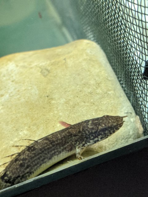 IMG_20200703_123329.jpg IMG_20200703_123329.jpg