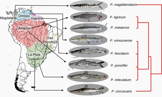 TSN species geography poster.jpg